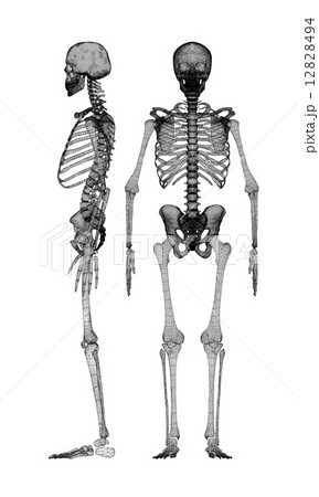 Human body, skeleton 12828494