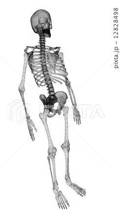 Human body, skeleton 12828498