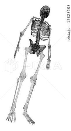Human body, skeleton Human body, skeleton 12828508
