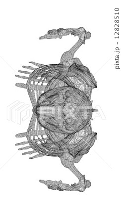 Human body, skeleton 12828510
