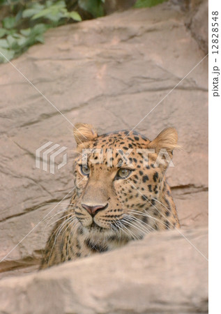 アムールヒョウ 12828548