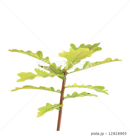 Oak tree Oak tree 12828905