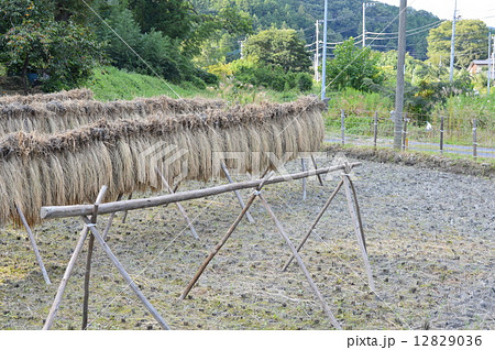 稲木（埼玉県比企郡小川町） 12829036