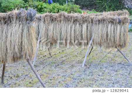 稲木（埼玉県比企郡小川町） 12829041
