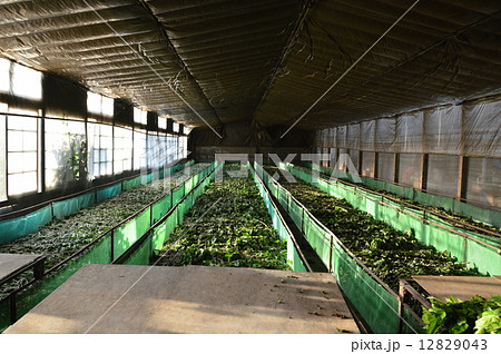 養蚕農家（埼玉県深谷市） 12829043