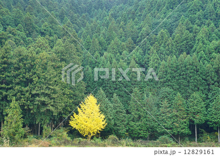 一本のイチョウ 一本のイチョウ 12829161