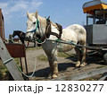 野付半島のばん馬／北海道 12830277