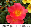 花 12830279