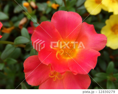 花 12830279