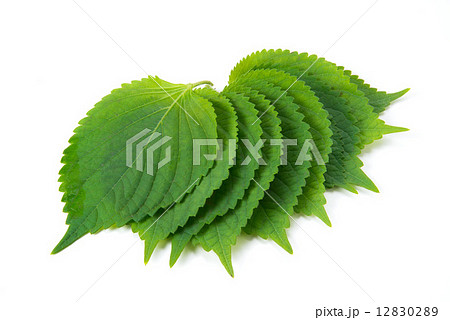 エゴマ エゴマ 12830289