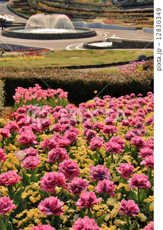 噴水のある公園に咲くチューリップとパンジー 噴水のある公園に咲くチューリップとパンジー 12830349