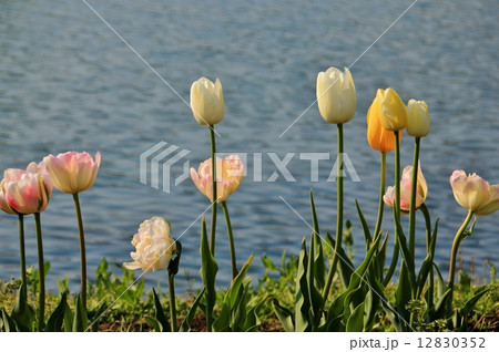 水辺に咲く清楚なチューリップの花 水辺に咲く清楚なチューリップの花 12830352