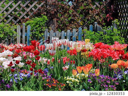 花壇を彩る美しいチューリップとパンジー 12830353