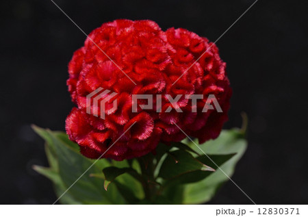 ケイトウ 12830371