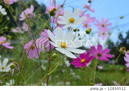 ピンク色のコスモス･白いコスモス（埼玉県比企郡ときがわ町） 12830512