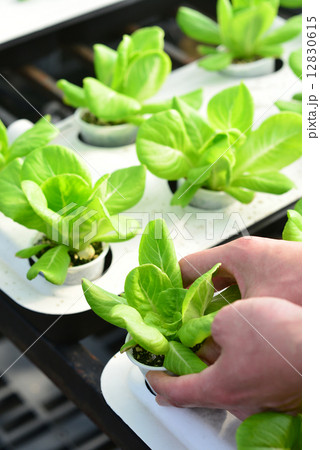hand harvesting lettuce farm indoor hand harvesting lettuce farm indoor 12830615