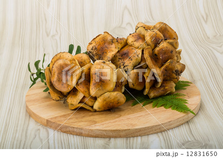 Armillaria Armillaria 12831650