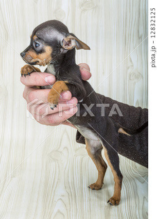 Chihuahua 12832125