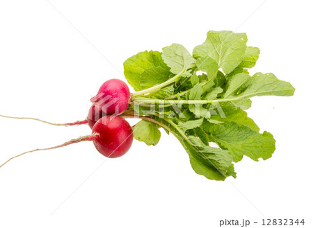 Fresh radish 12832344