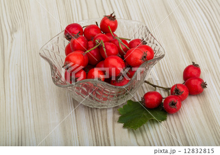 Hawthorn 12832815
