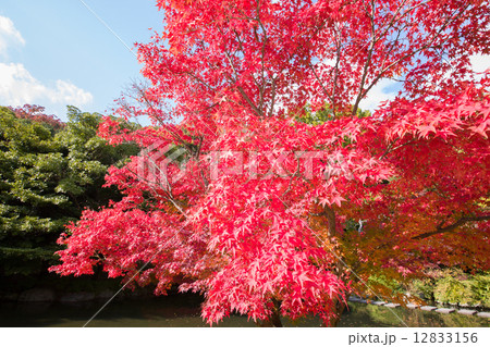 紅葉の季節 12833156