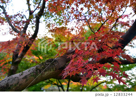 枝の紅葉 枝の紅葉 12833244