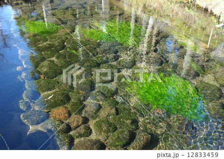 牛渡川の梅花藻の写真素材