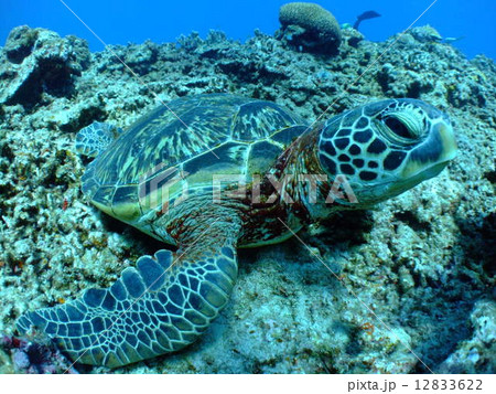カメ　ウミガメ　アオウミガメ　沖縄　慶良間諸島　国立公園 12833622