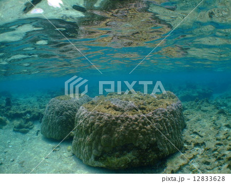 珊瑚礁　水面　沖縄　慶良間諸島　国立公園 12833628