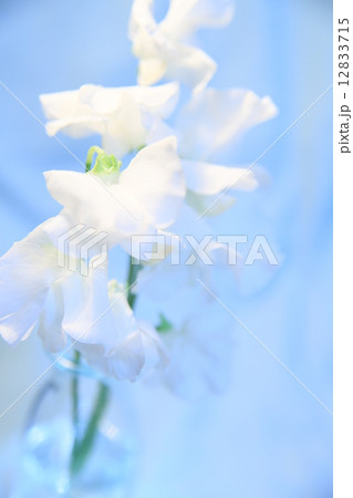 スイートピー 12833715