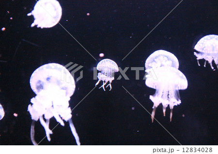 タコクラゲ 12834028