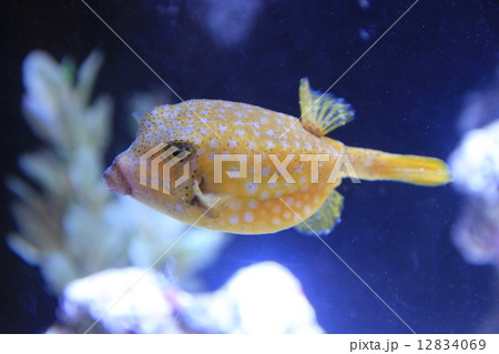 ハコフグ ハコフグ 12834069