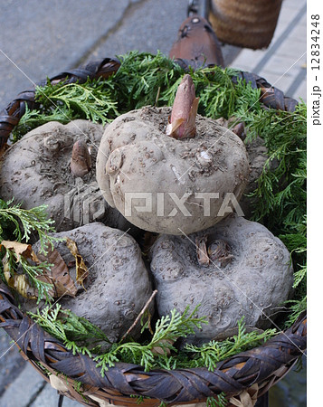 こんにゃく芋 12834248