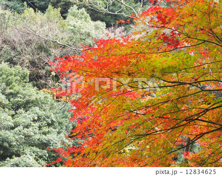 紅葉 紅葉 12834625
