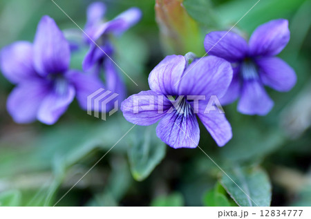野すみれ 12834777