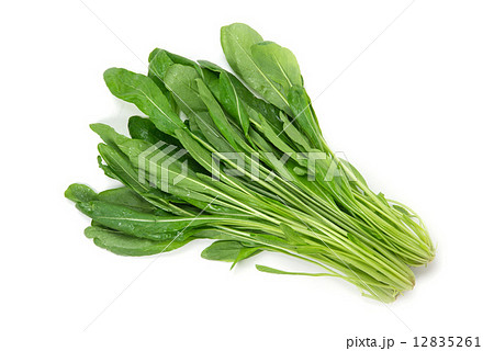 京野菜の、みぶ菜 京野菜の、みぶ菜 12835261