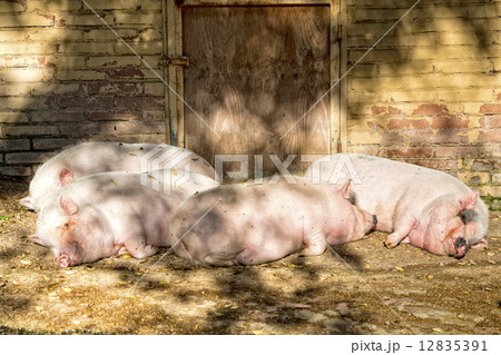 pink pig sleeping pink pig sleeping 12835391