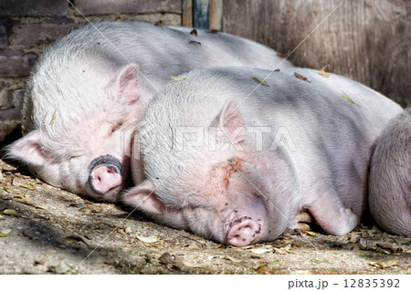 pink pig sleeping 12835392
