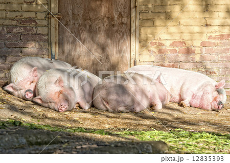 pink pig sleeping 12835393