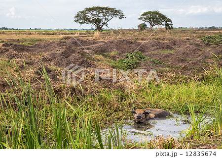landscape of farm and buffalo in swamp 12835674