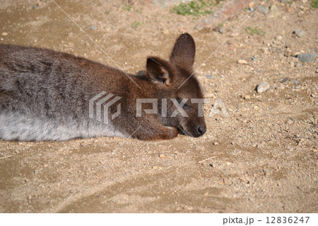 ワラビー 12836247