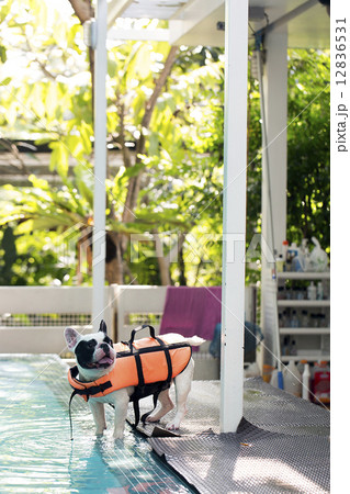French bulldog at poolside French bulldog at poolside 12836531