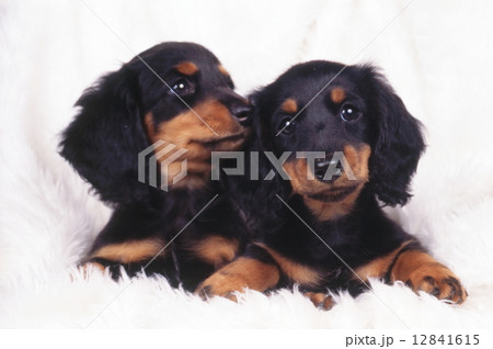 かわいい子犬 かわいい子犬 12841615