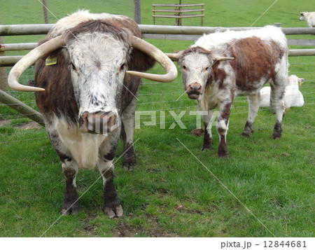 角のある牛 12844681