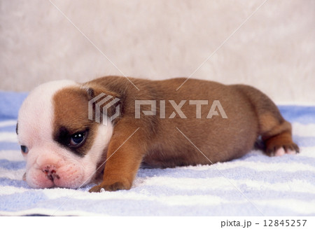 かわいい子犬 12845257