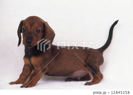 かわいい子犬 12845258