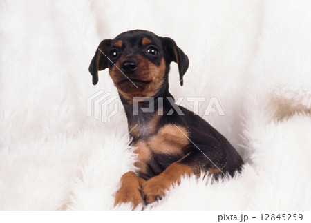 かわいい子犬 12845259