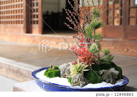 石光寺の境内にある盆栽 石光寺の境内にある盆栽 12846863