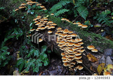 天然ナメコ 12846983