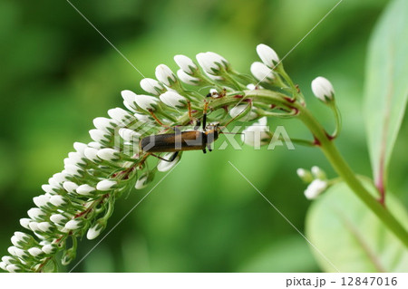 オカトラノオの花粉を食べるジョウカイボン 12847016